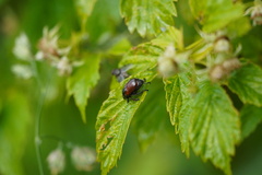 Phyllopertha