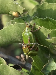 Procalus viridis