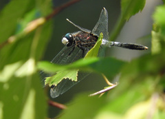 Leucorrhinia caudalis