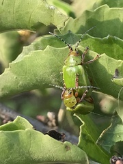 Procalus viridis