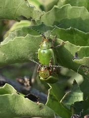 Procalus viridis