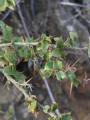 Berberis actinacantha
