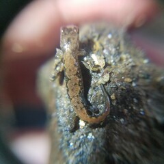 Desmognathus aeneus