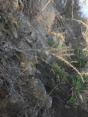 Berberis actinacantha