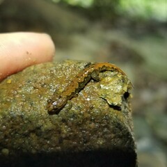 Desmognathus aeneus