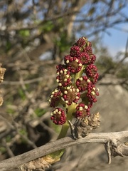 Anisomeria littoralis
