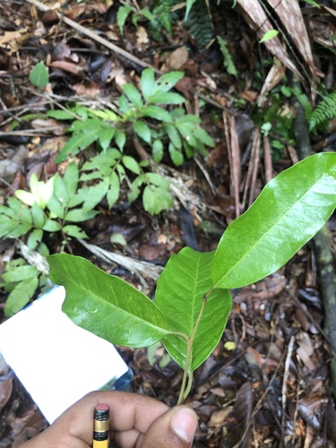Dendrobangia boliviana image