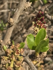 Anisomeria littoralis