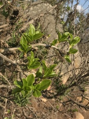 Anisomeria littoralis