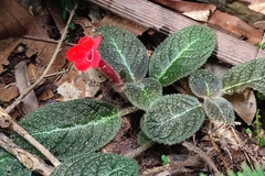 Episcia cupreata