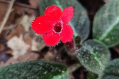 Episcia cupreata