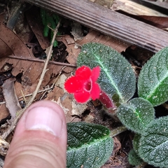 Episcia cupreata