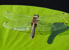 Leucorrhinia caudalis