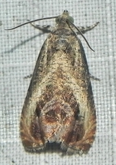 Olethreutes hamameliana