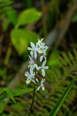 Otostylis brachystalix