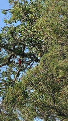 Passerina ciris ciris