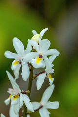 Otostylis brachystalix