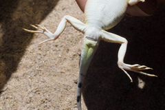 Phrynocephalus guttatus