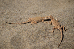 Phrynocephalus guttatus