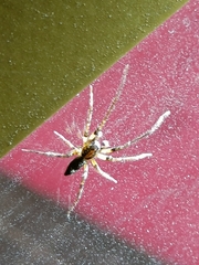 Anyphaena accentuata