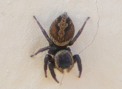 Hasarius adansoni