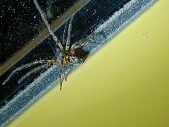 Anyphaena accentuata