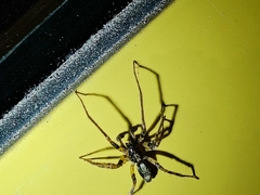 Anyphaena accentuata