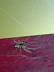 Anyphaena accentuata