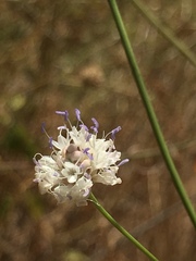 Cephalaria joppensis