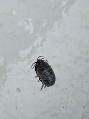 Armadillidium vulgare