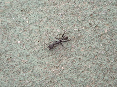 Aphaenogaster
