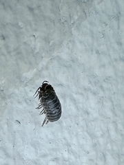 Armadillidium vulgare