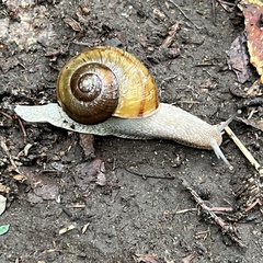 Karaftohelix gainesi