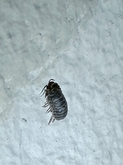 Armadillidium vulgare