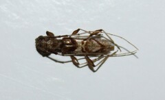 Compsibidion vanum