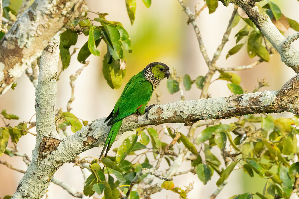 Black-Capped Parakeet