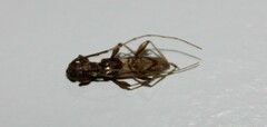 Compsibidion vanum