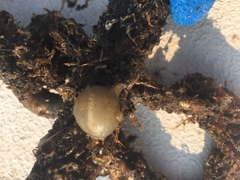 Molgula manhattensis