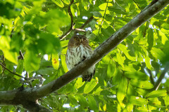 Glaucidium hardyi