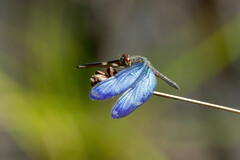Zenithoptera lanei