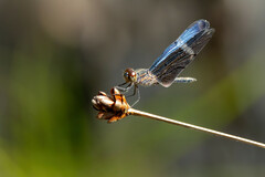 Zenithoptera lanei