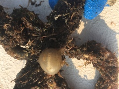 Molgula manhattensis