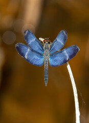 Zenithoptera lanei