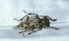 Aegomorphus modestus