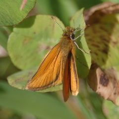 Ancyloxypha nitedula