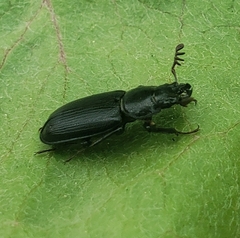 Platycerus marginalis