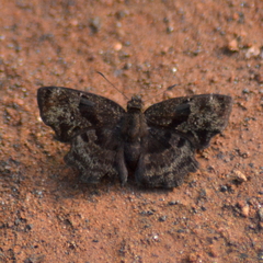 Antigonus liborius