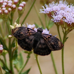 Chiomara mithrax