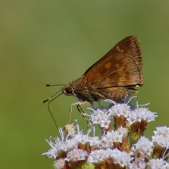 Cymaenes odilia