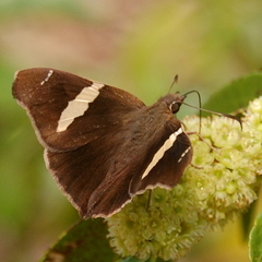Oechydrus chersis